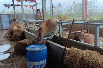Lũ quét qua trang trại, 15 con bò chết ngổn ngang trong chuồng