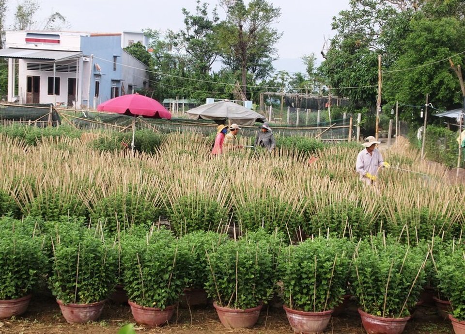 Cúc “đổ bệnh”, người làng hoa lo mất vụ Tết - 2 Cúc “đổ bệnh”, người làng hoa lo mất vụ Tết - 2