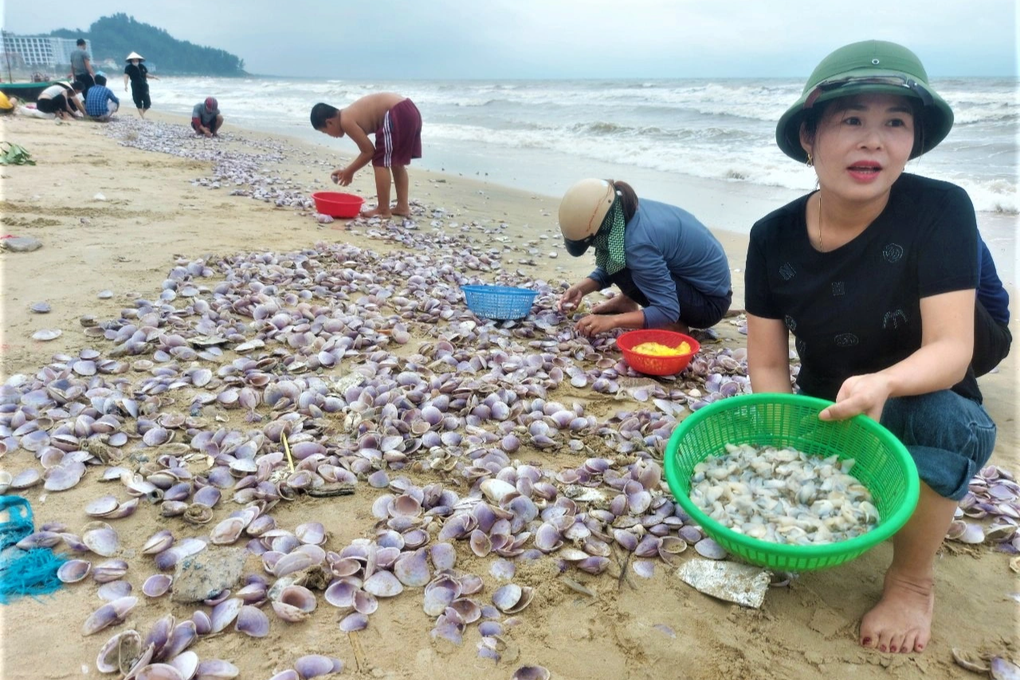Hàng tấn sò tím dạt bờ biển, người dân đổ xô đi nhặt kiếm tiền triệu - 1 Hàng tấn sò tím dạt bờ biển, người dân đổ xô đi nhặt kiếm tiền triệu - 1