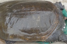 Muốn làm bạn cụ Rùa Hồ Gươm, ba ba 50 tuổi cần thủ tục gì? 