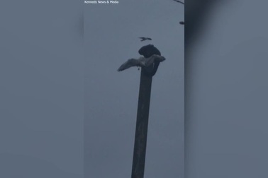 Kinh hoàng cảnh tượng "khỉ điên" đập chết chim rồi ăn xác