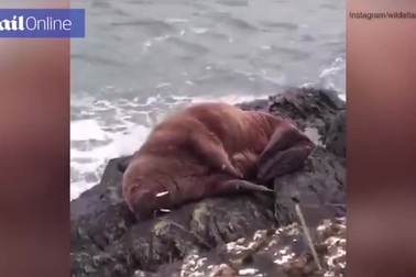 Ngủ quên trên băng trôi, hải mã bị lạc khỏi địa điểm ban đầu cả nghìn km