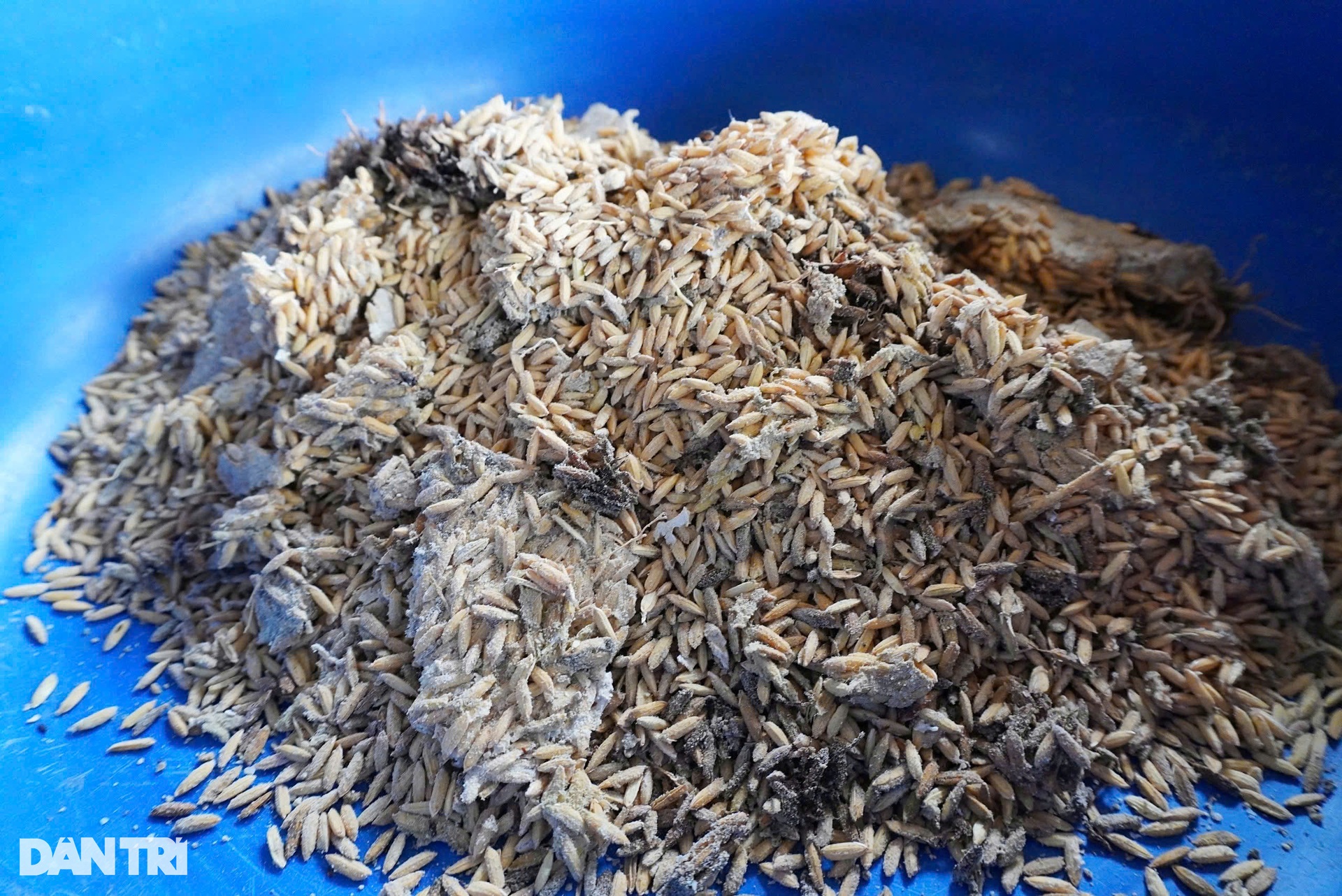 Hà Nội: Nước ngập đến cổ, lão nông mất trắng 2 ao cá, đàn trâu gặp nguy - 3 Hà Nội: Nước ngập đến cổ, lão nông mất trắng 2 ao cá, đàn trâu gặp nguy - 3