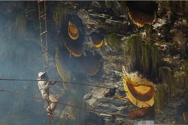Treo mình giữa vực sâu để tìm loại mật ong "đắt hơn vàng"