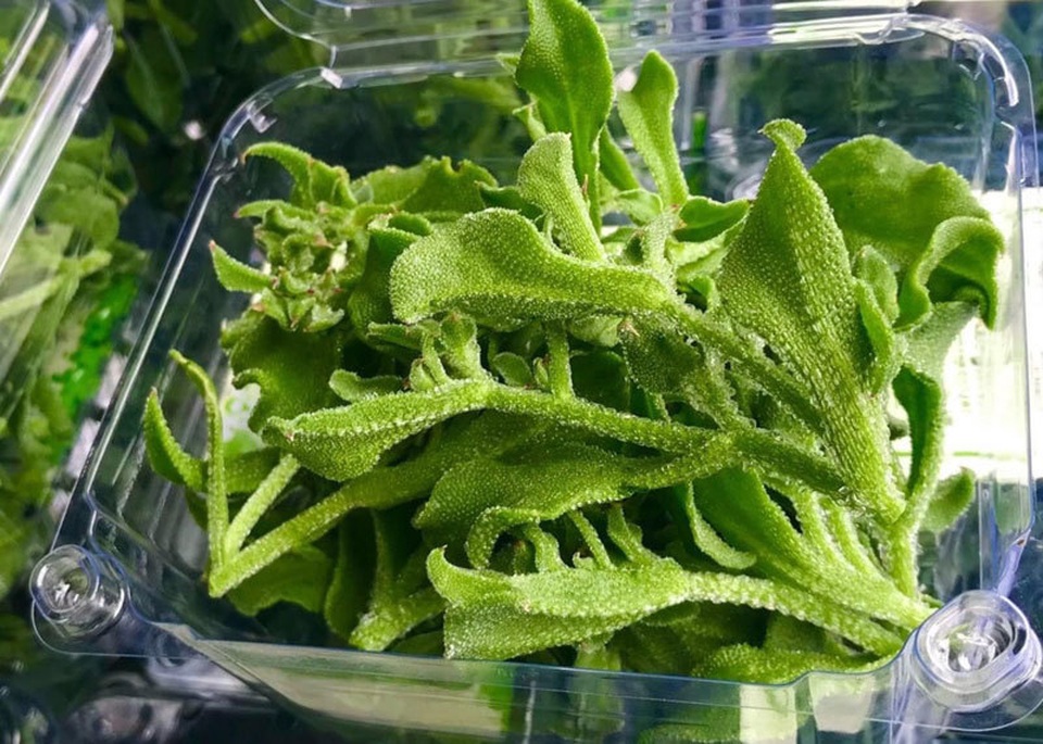 Dân Hà Nội lùng mua rau kim cương, đồ lạ mới về giá đắt, cháy hàng - 3 Dân Hà Nội lùng mua rau kim cương, đồ lạ mới về giá đắt, cháy hàng - 3