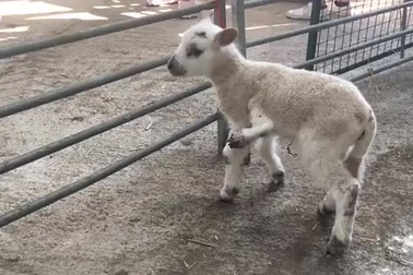 Cừu đột biến "một trong một triệu" với 5 chân khỏe mạnh