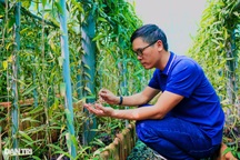 Người nông dân Bình Dương "thuần hóa" cây lạ cho loại quả 20 triệu đồng/kg