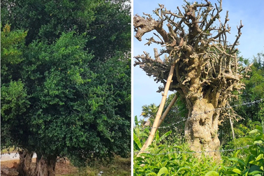 Đào trộm cây duối cổ hơn 100 năm tuổi, thuê chở mất 15 triệu đồng