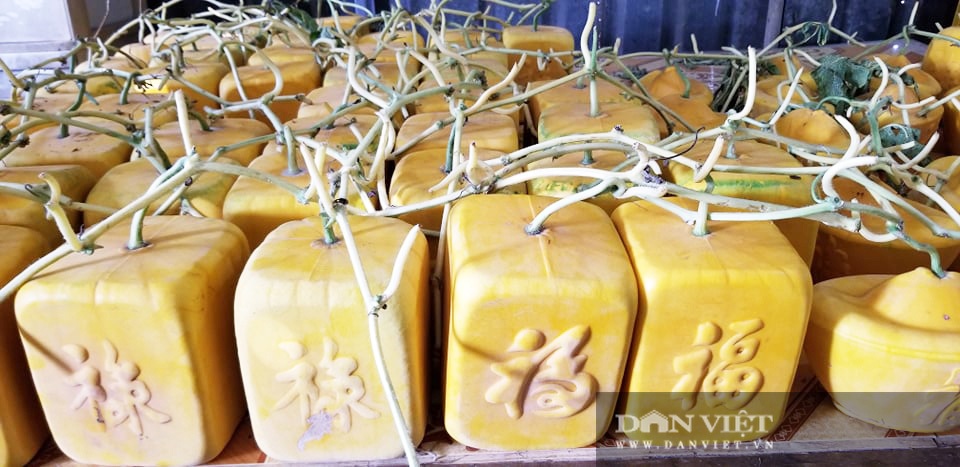 Cho dưa hấu vào thùng gỗ, cuối vụ mở ra bán tiền triệu mỗi quả - 5 Cho dưa hấu vào thùng gỗ, cuối vụ mở ra bán tiền triệu mỗi quả - 5