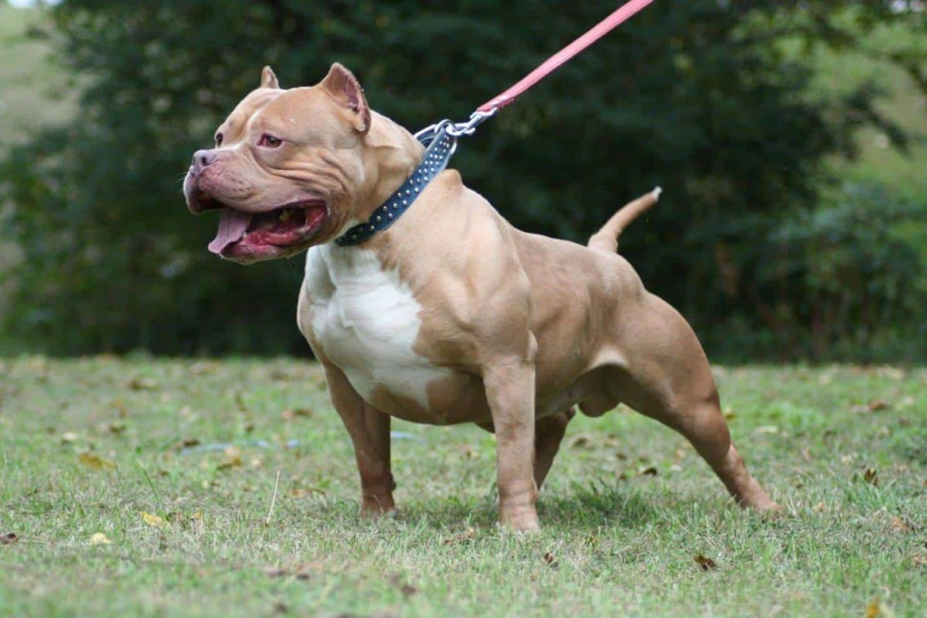 Người thả chó pitbull cắn hàng xóm ở Đà Nẵng bị tuyên tội giết người - 2 Người thả chó pitbull cắn hàng xóm ở Đà Nẵng bị tuyên tội giết người - 2