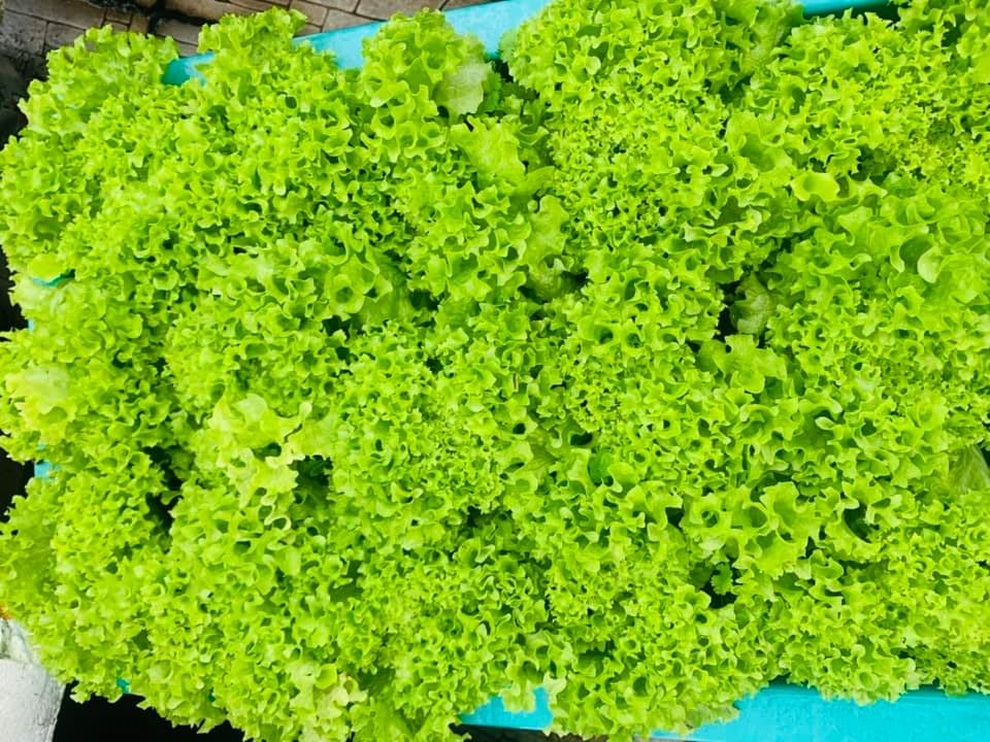 Hành trình làm nông dân sân thượng của người phụ nữ Đà Nẵng yêu vườn - 8 Hành trình làm nông dân sân thượng của người phụ nữ Đà Nẵng yêu vườn - 8