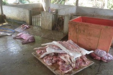 Bắt quả tang cơ sở giết mổ lợn chết
