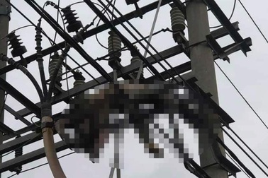Thi thể cháy xém đội mũ bảo hiểm nằm vắt trên cột điện cao thế