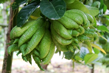 Vườn phật thủ trị giá cả trăm triệu sẵn sàng phục vụ Tết