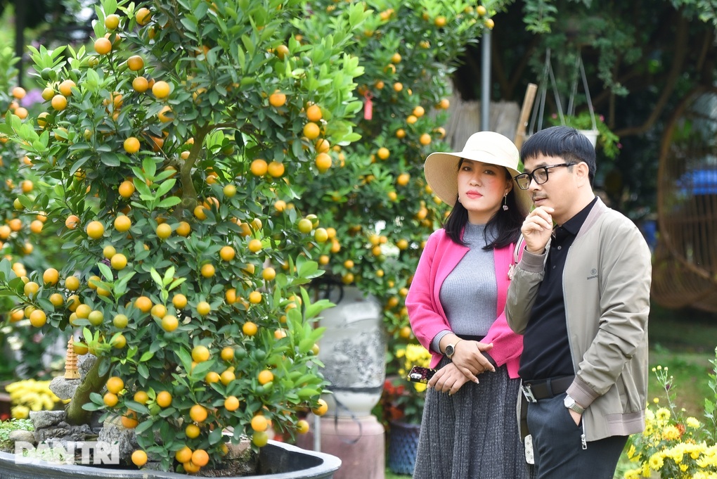Loại quất có rễ chồi khỏi đất, hình dáng lạ hút khách săn lùng - 5 Loại quất có rễ chồi khỏi đất, hình dáng lạ hút khách săn lùng - 5