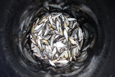 Nông dân An Giang tất bật săn "lộc trời" khi cánh đồng ngập nước