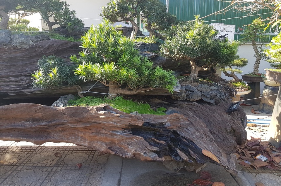 Cho tùng mọc trên khối gỗ lũa sao đen, chủ nhân “hét giá” tới 1,1 tỷ đồng - 3