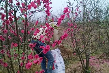 Đào nở sớm, chủ vườn… “bứt hoa làm thuốc”
