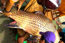 Cá hô "khủng" nặng 111kg được bày bán ở An Giang