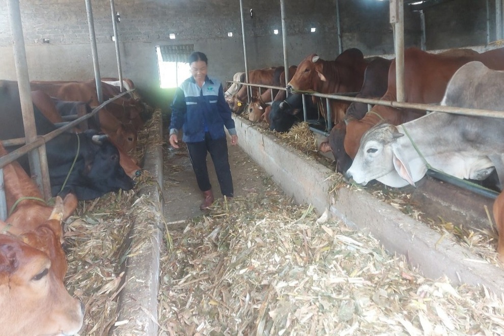 Nông dân nuôi bò 3B, lãi ròng trăm triệu đồng mỗi năm - 3 Nông dân nuôi bò 3B, lãi ròng trăm triệu đồng mỗi năm - 3