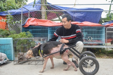 Nơi chăm sóc hàng trăm chú chó, mèo bị bỏ rơi ở Hà Nội
