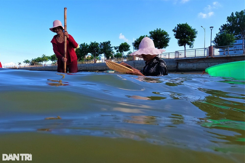 Ngâm mình dưới sông Hàn, khuấy cát bắt đặc sản tiến vua - 9 Ngâm mình dưới sông Hàn, khuấy cát bắt đặc sản tiến vua - 9