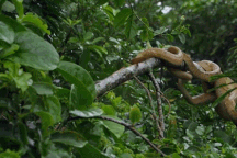 Hòn đảo có hàng nghìn con rắn bò lúc nhúc, được ví là nghĩa địa chết chóc