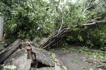 1 người chết, 31 người bị thương do bão số 5