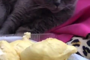 Chết cười chú mèo lăn đùng ra bất tỉnh sau khi ngửi mùi sầu riêng