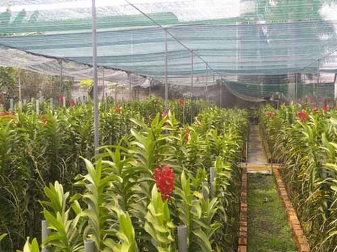 Một góc trang trại hoa lan ở huyện Củ Chi, TP. Hồ Chí Minh.