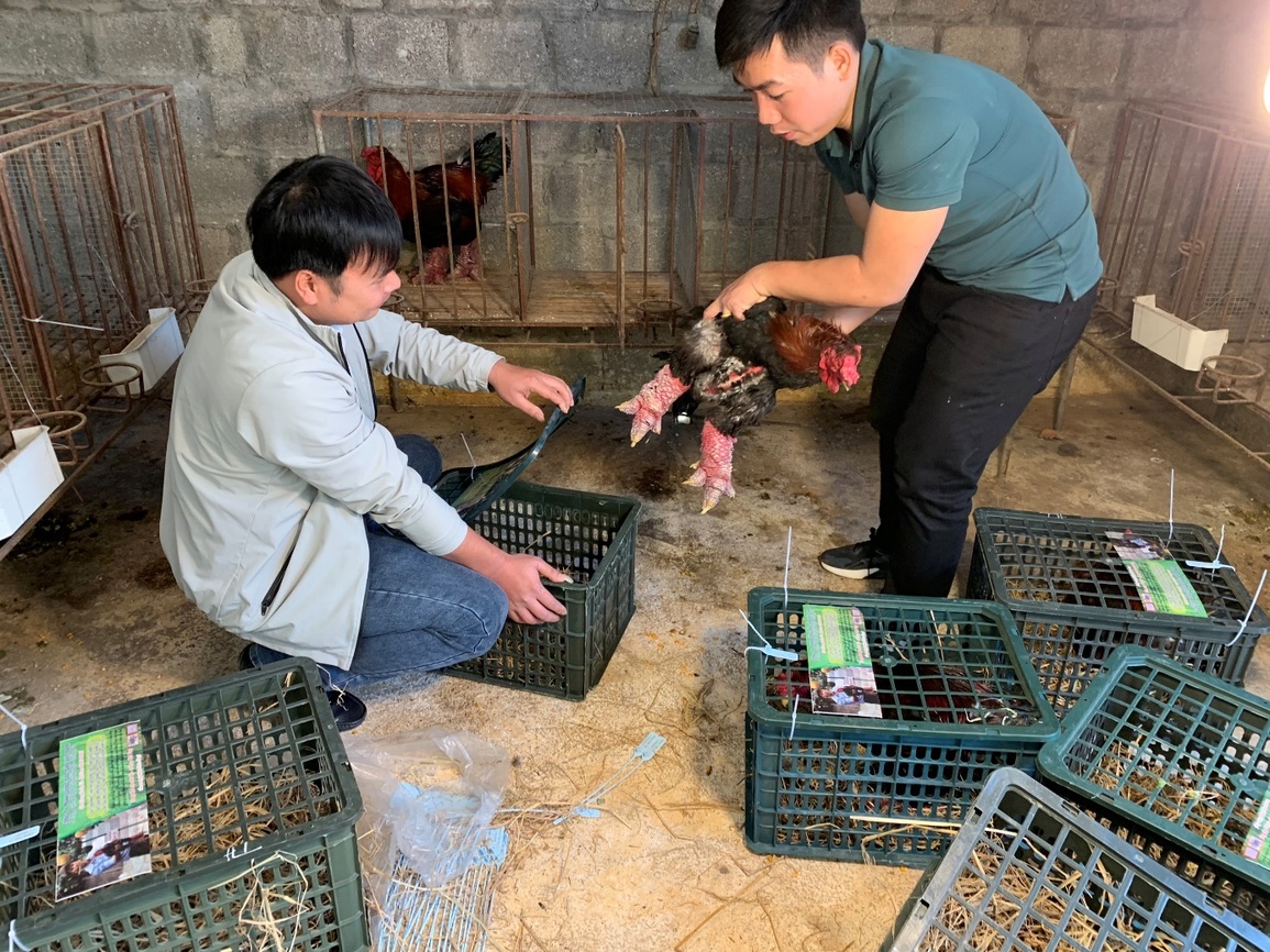 Gà Đông Tảo được cho ăn thịt bò, nằm điều hòa chờ đại gia rinh về biếu Tết - 4 Gà Đông Tảo được cho ăn thịt bò, nằm điều hòa chờ đại gia rinh về biếu Tết - 4