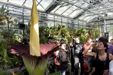 Đổ xô xem hoa thối khổng lồ lần đầu "tỏa hương" ở Thụy Sỹ