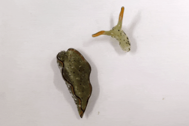 Sinh vật kỳ lạ có thể tự "tái sinh" cơ thể hoàn toàn mới