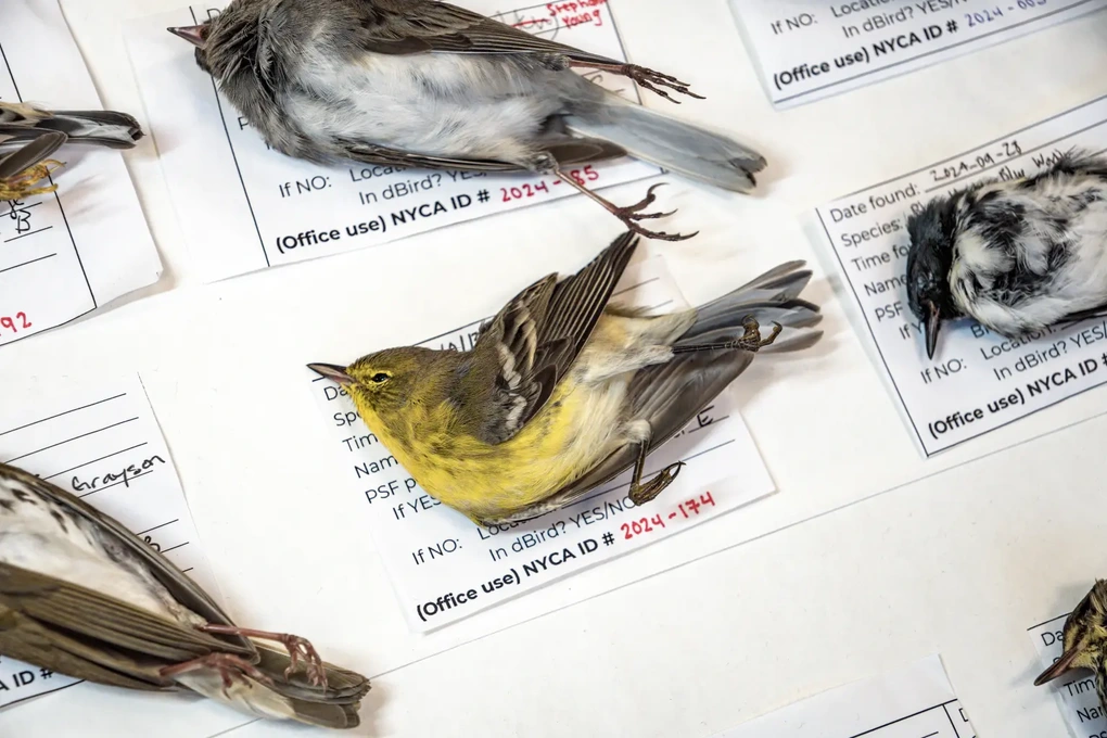 Chim đang có hành vi kỳ lạ, báo hiệu hậu quả khủng khiếp cho nhân loại - 3