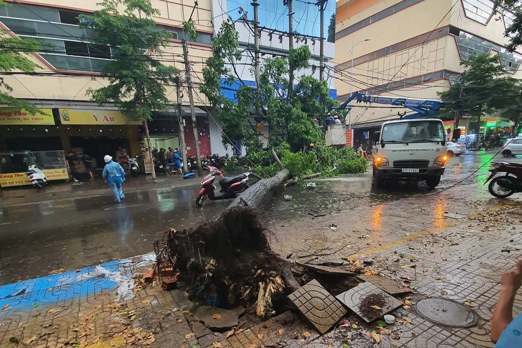 Công an thu giữ cây sao đen đổ đè cô gái nguy kịch - 1 Công an thu giữ cây sao đen đổ đè cô gái nguy kịch - 1