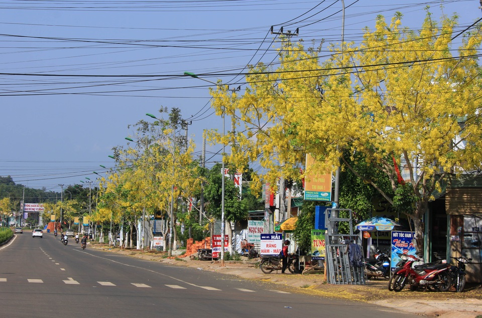 Thành phố trẻ nhất Tây Nguyên rực rỡ sắc vàng của hoa osaka - 1 Thành phố trẻ nhất Tây Nguyên rực rỡ sắc vàng của hoa osaka - 1