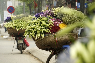 Hà Nội: Tháng Tư, mùa hoa loa kèn xuống phố