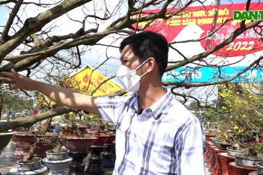 "Cụ mai" trăm tuổi có bộ đế siêu khủng, hai người đàn ông ôm không hết