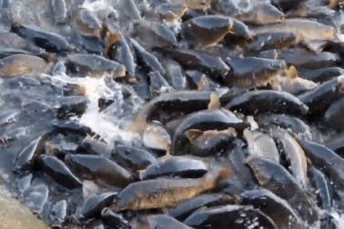 Cảnh tượng đàn vịt "cưỡi" trên lưng hàng nghìn con cá