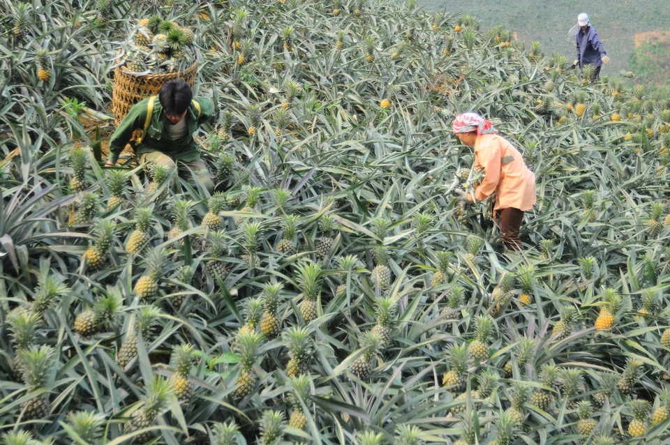 Dứa được mùa, được giá, nông dân thu lãi cao - 1 Dứa được mùa, được giá, nông dân thu lãi cao - 1