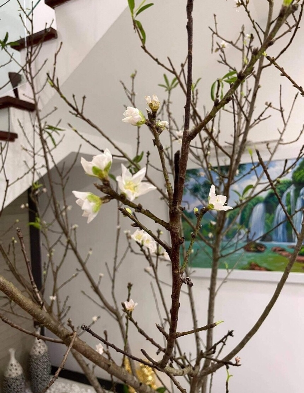 Không khí lạnh về, nhiều người đua nhau săn đón đào nở sớm - 1 Không khí lạnh về, nhiều người đua nhau săn đón đào nở sớm - 1