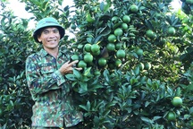 “Mưa vàng" cứu hàng vạn hecta cây ăn quả, chè đang lâm nguy