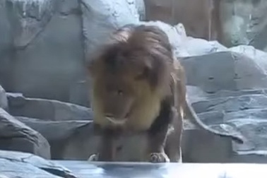 Sư tử cái ngăn cản "chúa sơn lâm" ăn thịt người chăm sóc