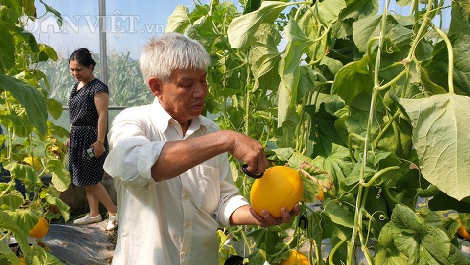 U70 trồng dưa vàng công nghệ cao, ngay vụ đầu đã bỏ túi gần 50 triệu - 4 U70 trồng dưa vàng công nghệ cao, ngay vụ đầu đã bỏ túi gần 50 triệu - 4