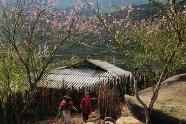 Ngắm hoa đào nở sớm ở Sa Pa