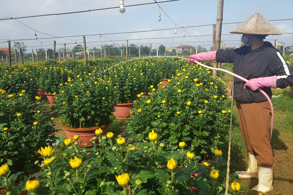 Làng hoa lớn nhất Quảng Trị rực rỡ đón Xuân - 6 Làng hoa lớn nhất Quảng Trị rực rỡ đón Xuân - 6