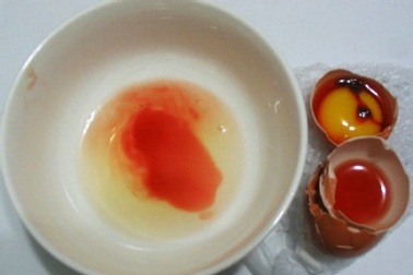 Gà đẻ trứng lạ vào… kỳ kinh nguyệt!