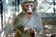 Động vật quý hiếm "ghé thăm" bất ngờ, người dân bắt giao nộp công an