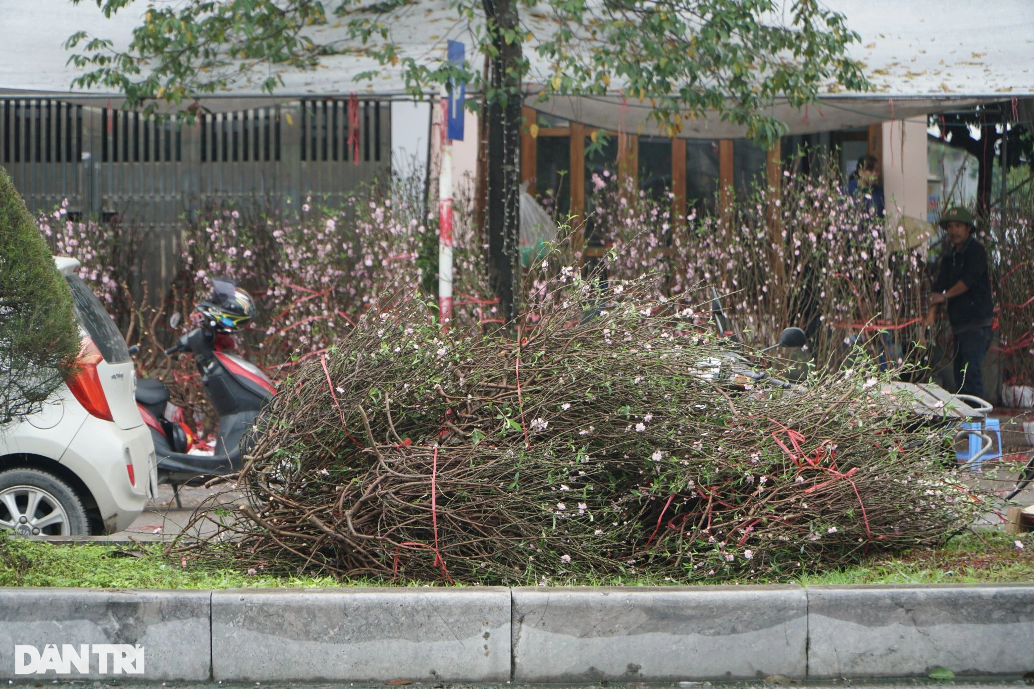 Vendiendo plantas ornamentales para el Tet, algunos pierden 500 millones de dongs, otros talan los árboles - 5 Buôn cây cảnh Tết, người lỗ nửa tỷ đồng, người chặt bỏ cây - 5