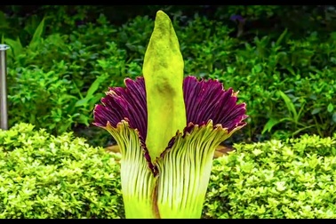 Hoa Titan arum quý hiếm